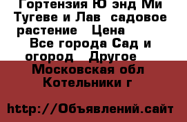 Гортензия Ю энд Ми Тугеве и Лав, садовое растение › Цена ­ 550 - Все города Сад и огород » Другое   . Московская обл.,Котельники г.